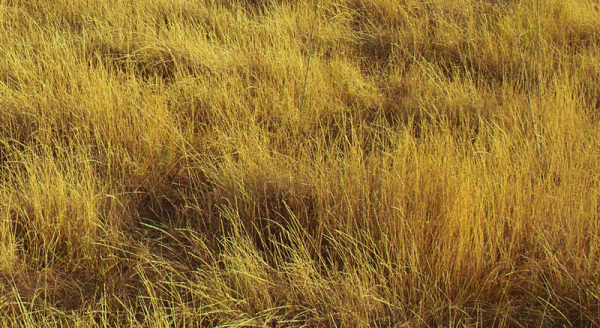 Сухая желтая трава