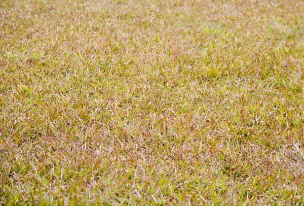 Желтая трава текстура