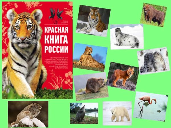 Животные красной книги России коллаж