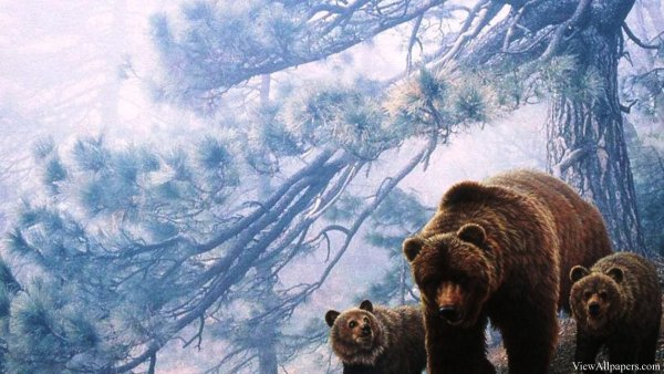 Медведь обои