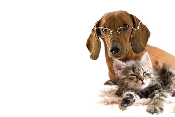 Картинки кошек и собак