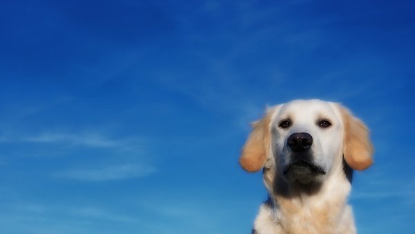 Собака на голубом фоне