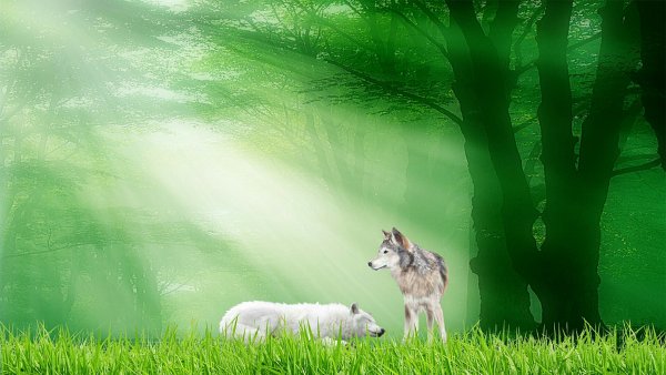 Волки на красивом фоне