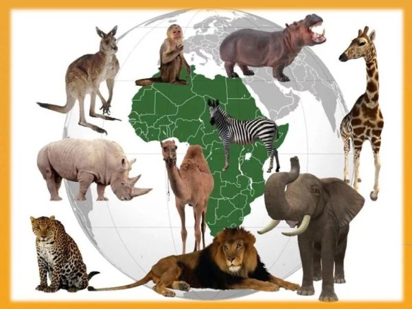 Животные разных континентов для дошкольников