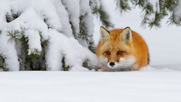 Лисенок в снегу