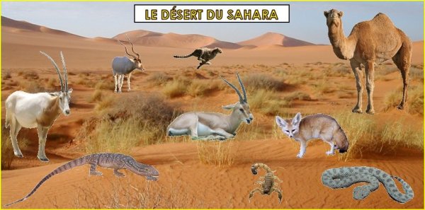 Пустыни и полупустыни животный мир