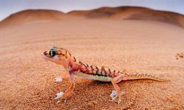 Сцинковый геккон Пржевальского