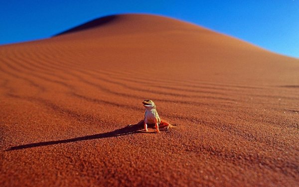 Животные песчаной пустыни