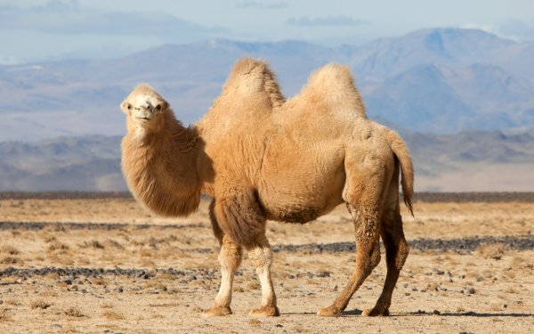 Верблюд одногорбый Туркменистан