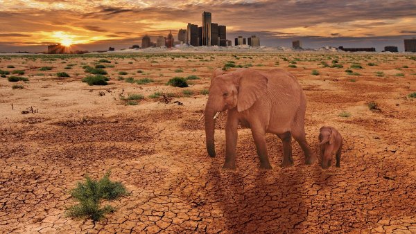 Слоны в пустыне