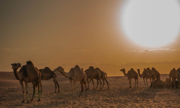 Пустыня Каракум с верблюдом
