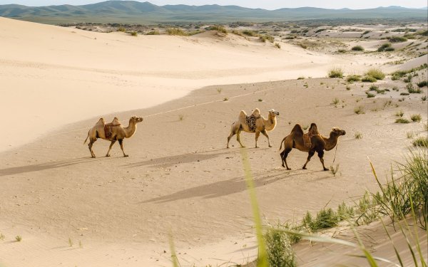 Верблюды пустыни Гоби Монголия