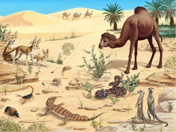 Животные пустыни для детей