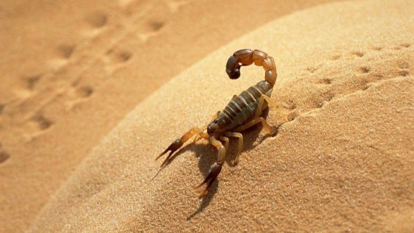 Скорпионы пустыни и полупустыни