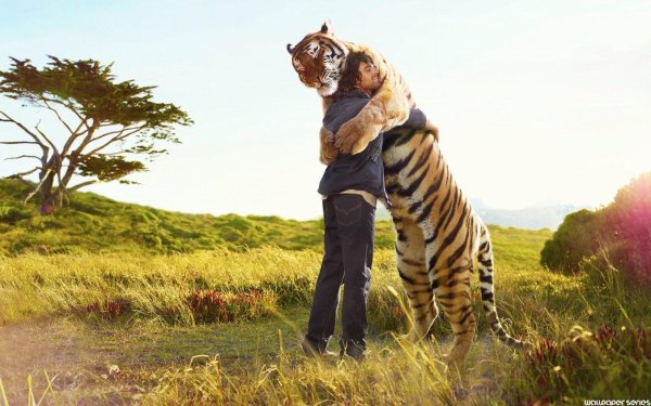 Тигр обнимает человека