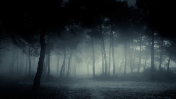 Фон жуткий лес ночью