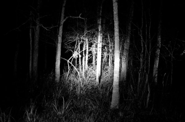 Жуткий ночной лес
