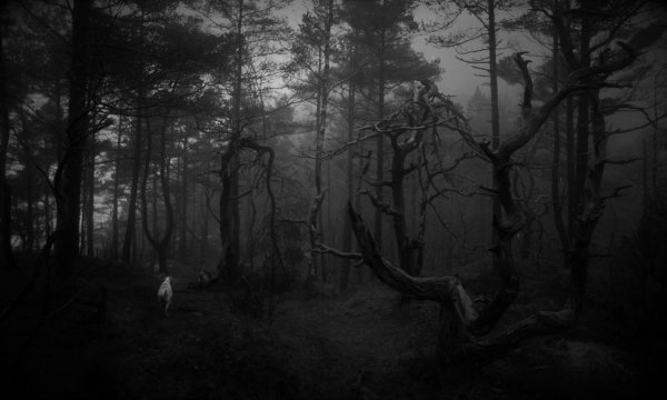 Лес тёмный мрачный
