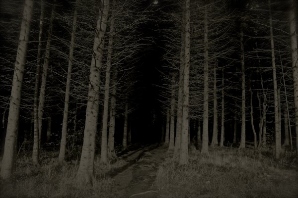 Страшный ночной лес