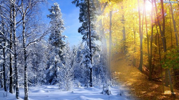Зимний лес солнце
