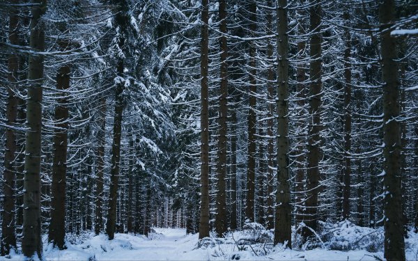 Фон зима лес