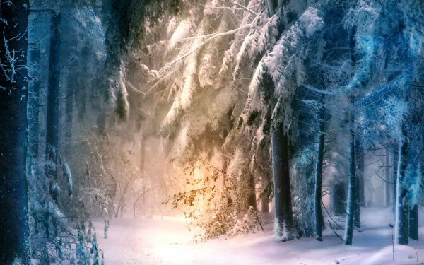 Волшебный снежный лес