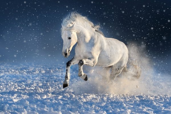 Зимняя лошадь