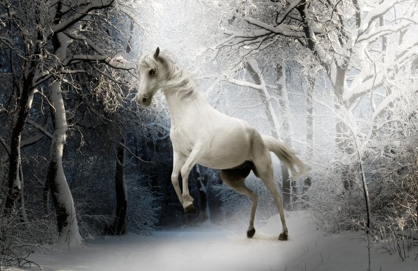 Лошади зимой картинки