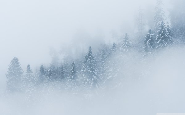 Туман в лесу зимой