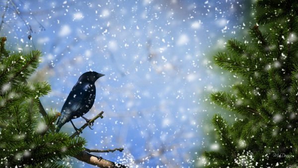 Птицы зимой в лесу