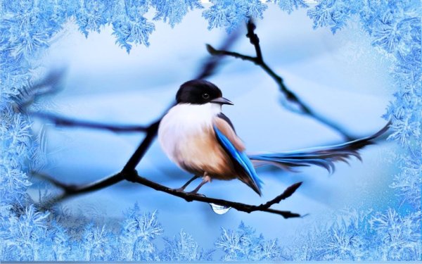 Красивые птички зимой