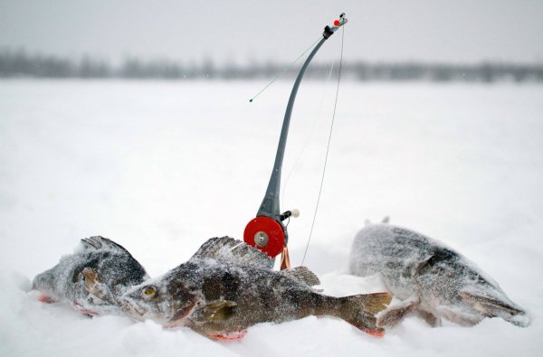 Зимняя ловля рыбы