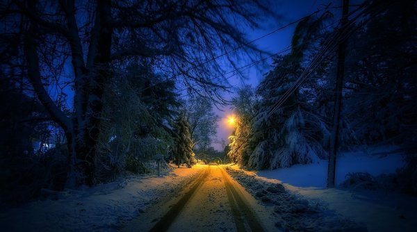 Снежный лес ночью