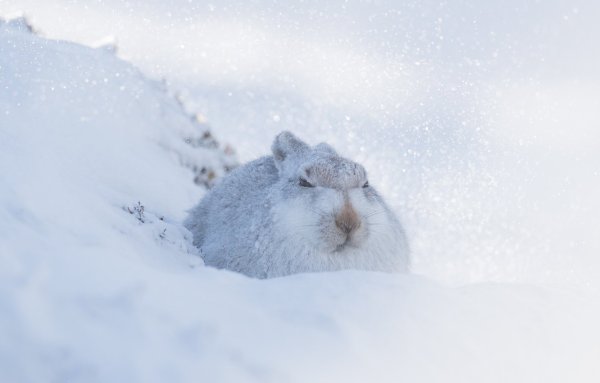 Зайчик в снегу