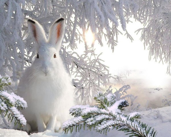 Зайчик в зимнем лесу