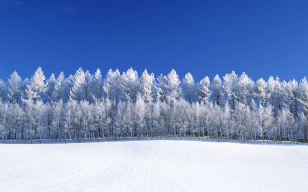 Снежный лес панорама