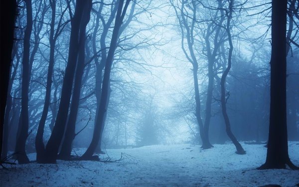 Загадочный зимний лес