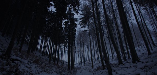 Темный лес зимой