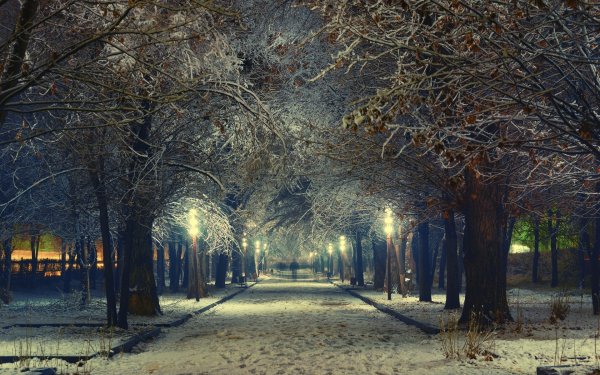 Фон зимнего парка ночью