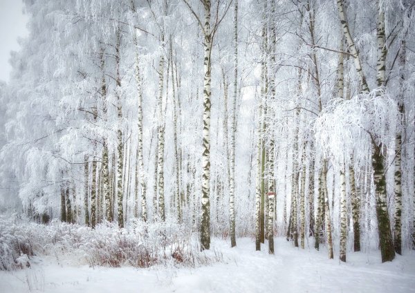 Берёзовая роща Зеленодольск зимой
