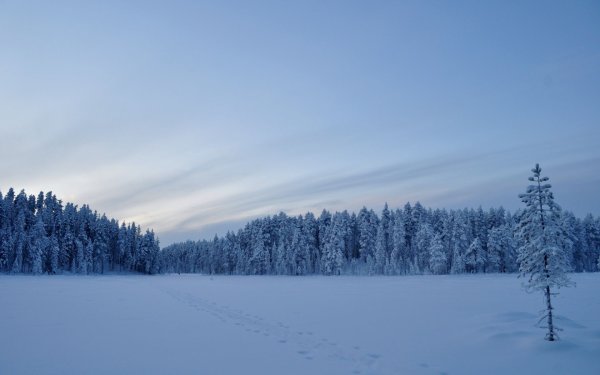 Фон зимний лес и поле