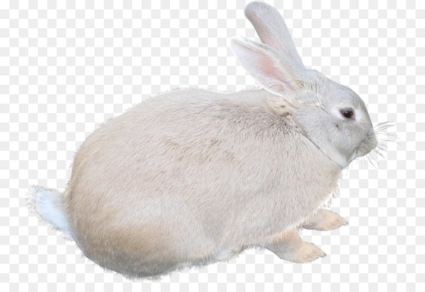 Кролик на прозрачном фоне для фотошопа