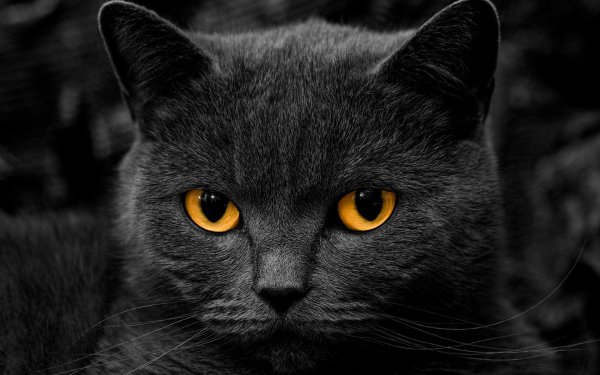 Картезианская кошка черная