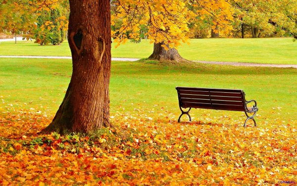 Фон золотая осень в парке