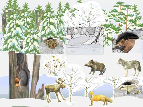 Зимующие звери в лесу для детей
