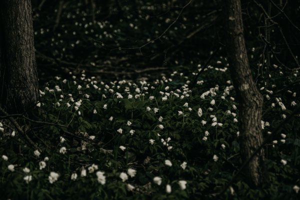 Белые цветы в лесу