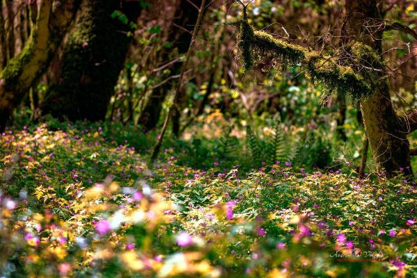 Цветы в лесу