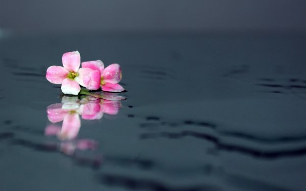 Цветы на фоне воды