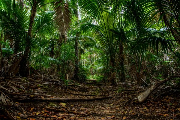 Австралия экваториальный лес пальмы
