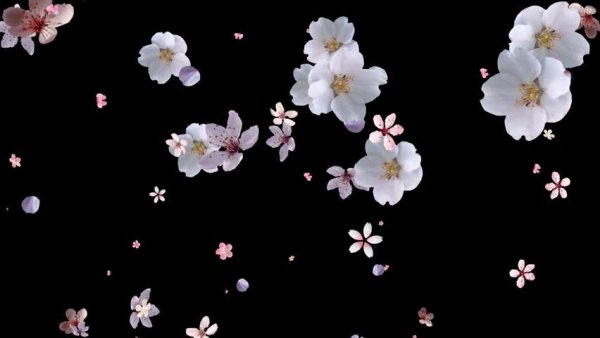 Цветы Сакуры на черном фоне
